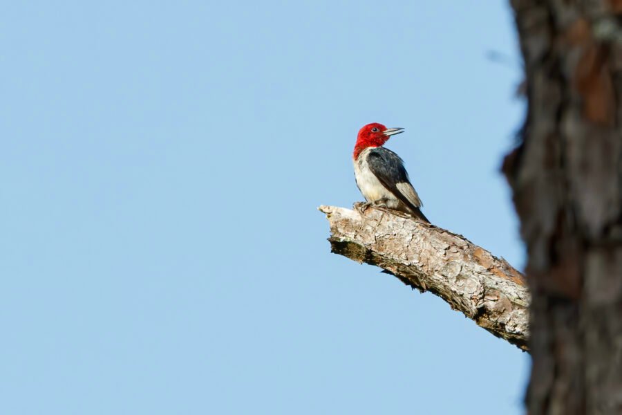 Red Headed Woodpecker Looking Back On Pine Tree