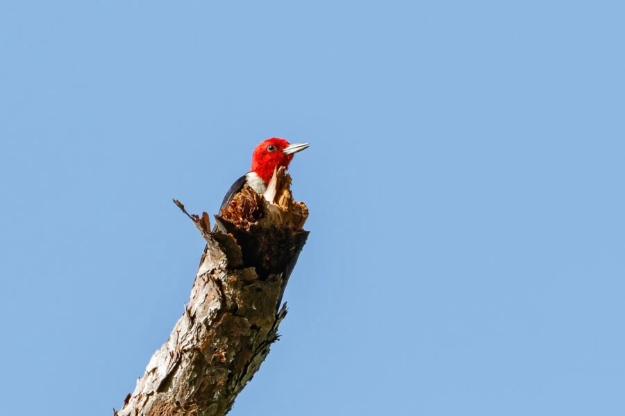 Red Headed Woodpecker On End Of Dead Pine Branch