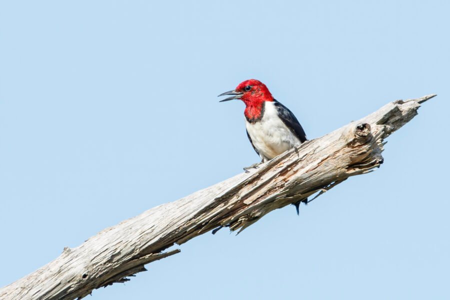 Red Headed Woodpecker Perched On Oak Tree