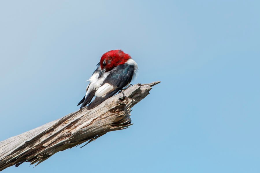 Red Headed Woodpecker Preening On Oak Tree