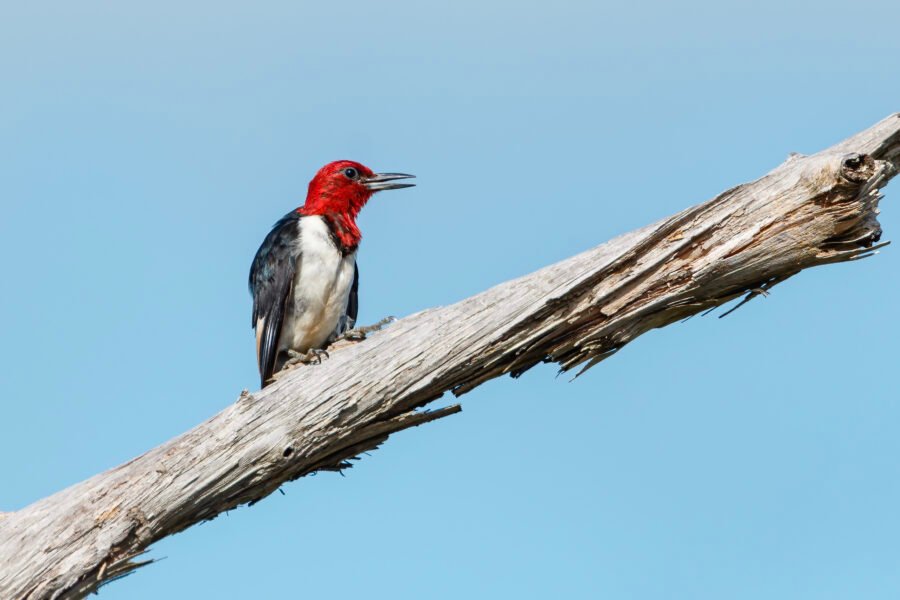 Red Headed Woodpecker Sitting On Oak Tree
