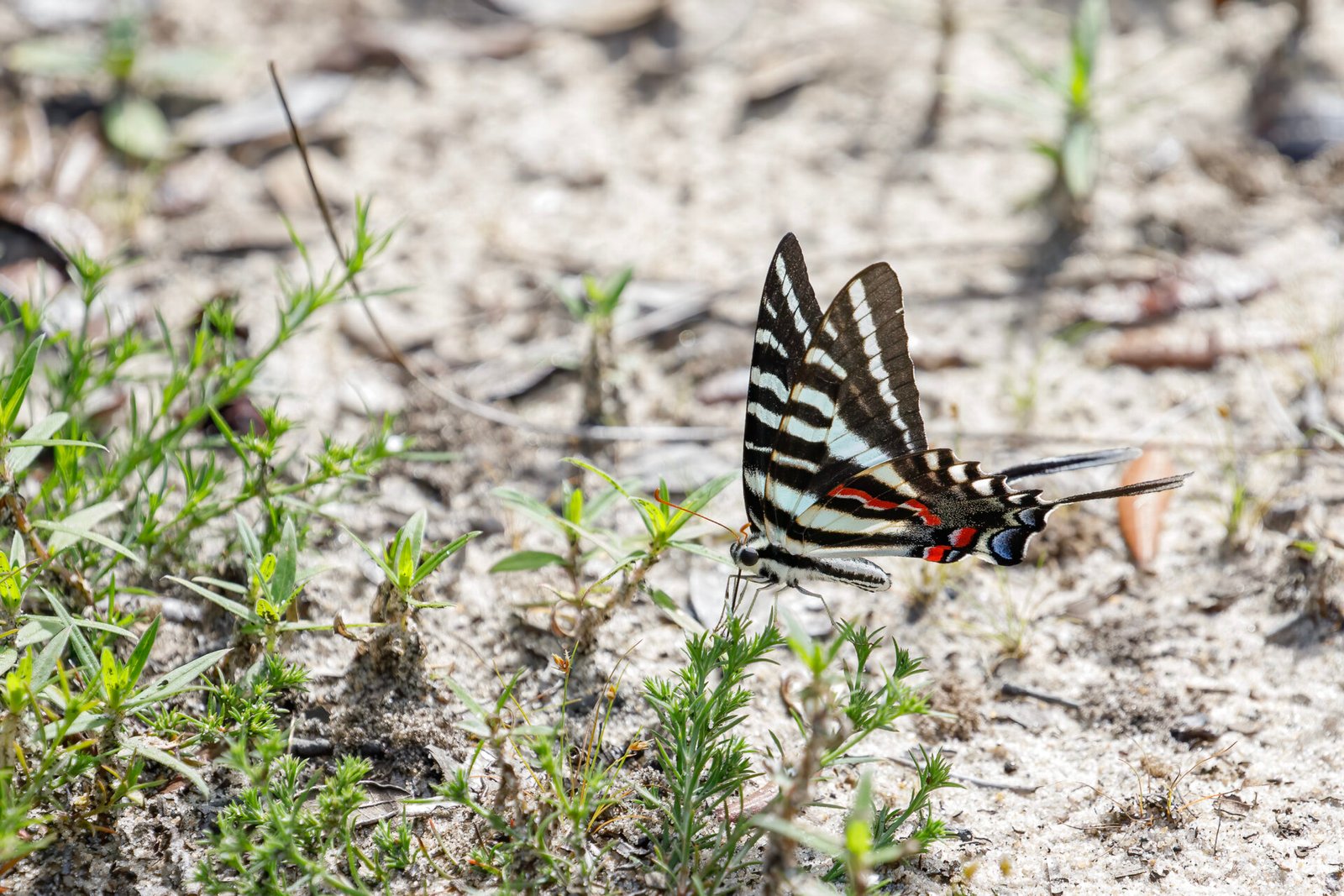 Zebra Swallowtail Butterfly On Paw Paw Seedling