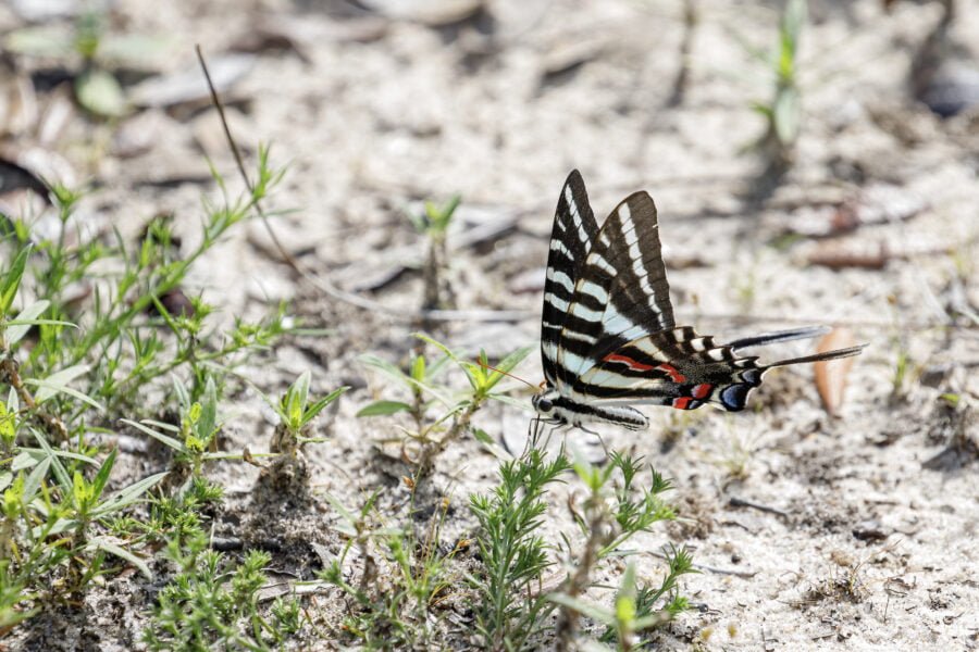 Zebra Swallowtail Butterfly On Paw Paw Seedling