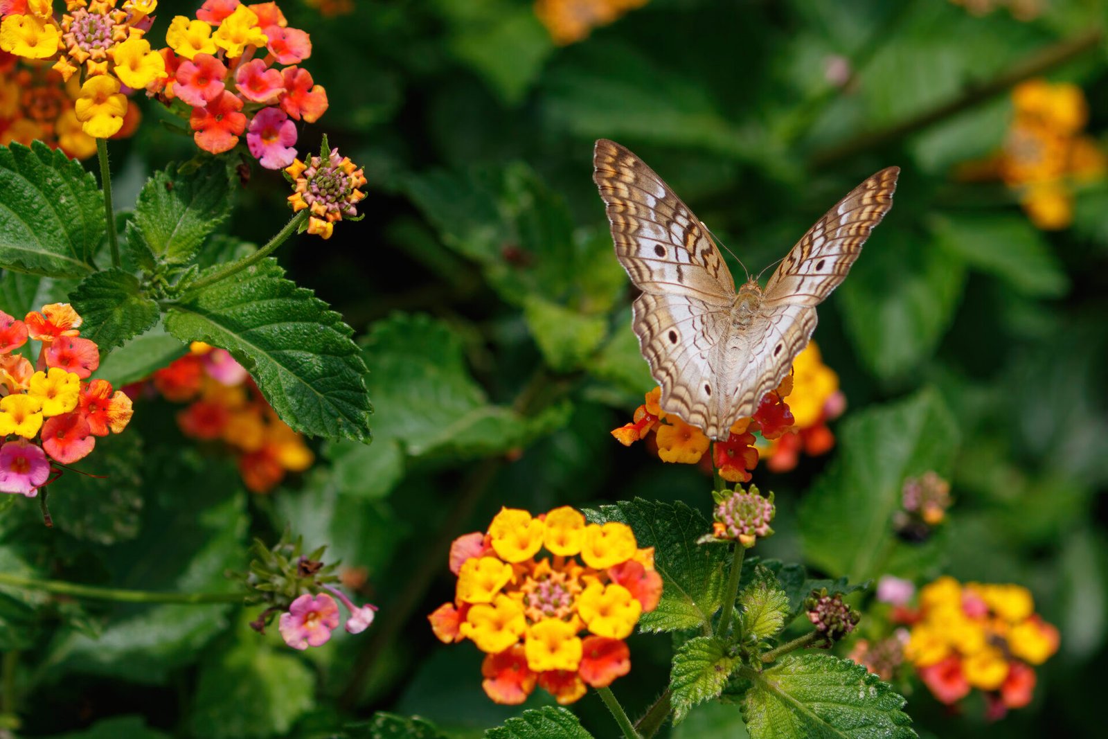 White Peacock Butterfly Feeding On Lantana