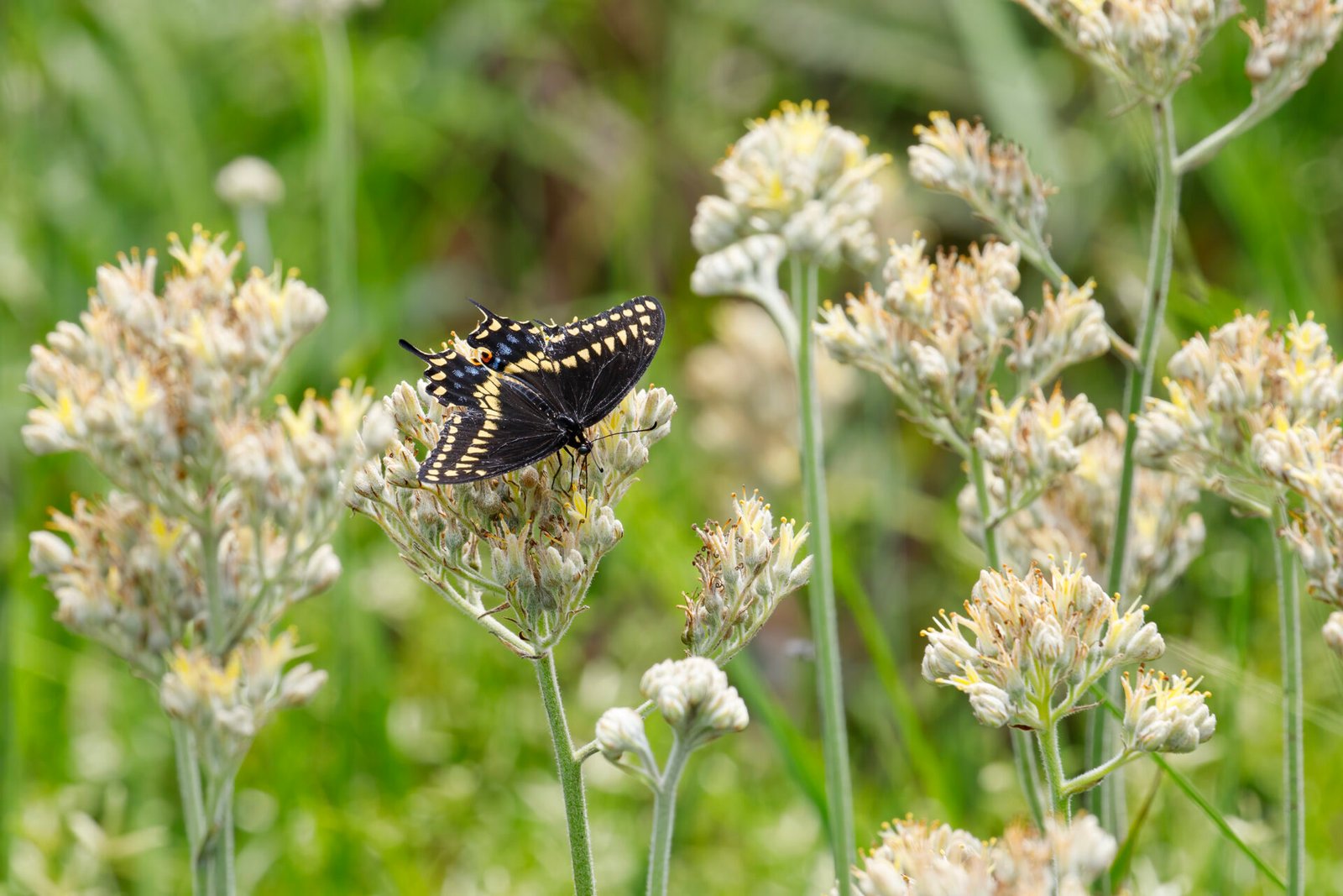 Black Swallowtail Butterfly On Carolina Redroot
