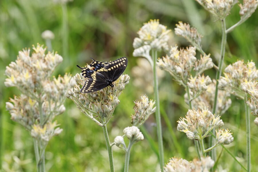 Black Swallowtail Butterfly On Carolina Redroot