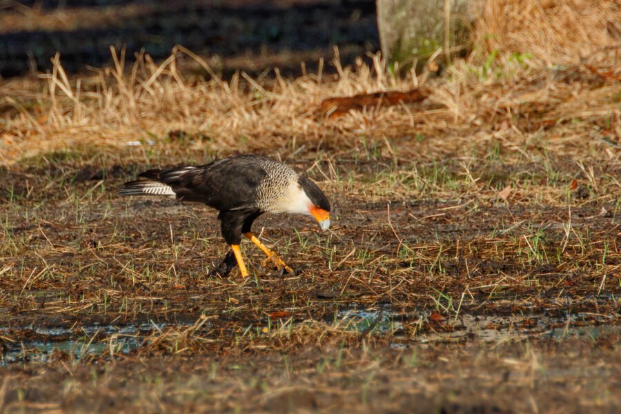Crested Caracara Scratching For Insects