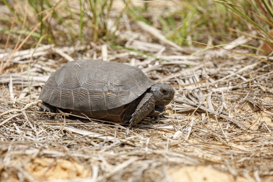 Endangered Gopher Tortoise On The Move