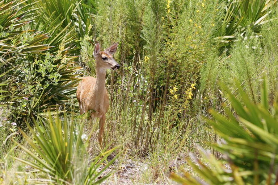 Whitetail Deer Fawn Emerging From Palmetto Bushes