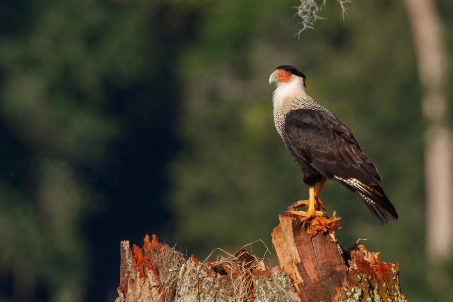 Crested Caracara Perched On Dead Tree