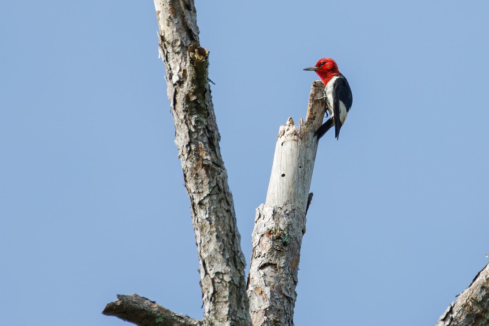 Red Headed Woodpecker At Top Of Broken Tree Branch