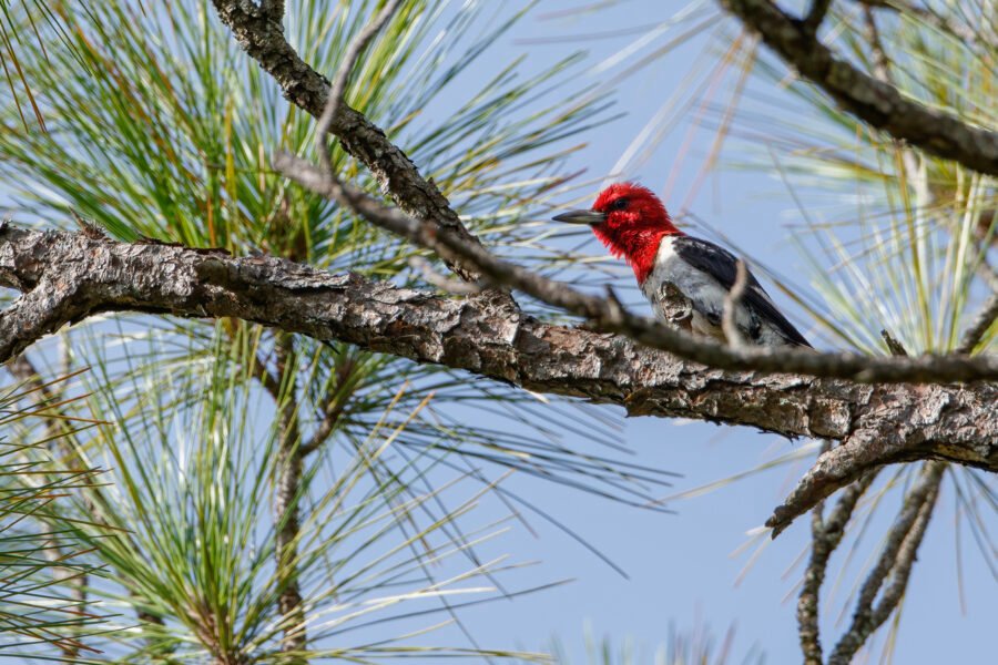 Red Headed Woodpecker Hopping Along Pine Branch