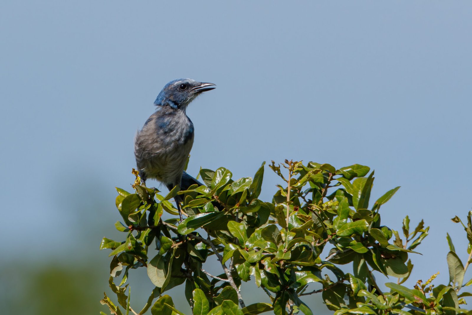 Scrub Jay Calling To Others