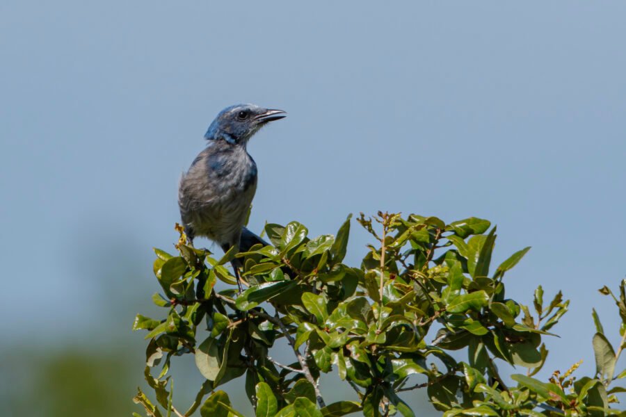 Scrub Jay Calling To Others