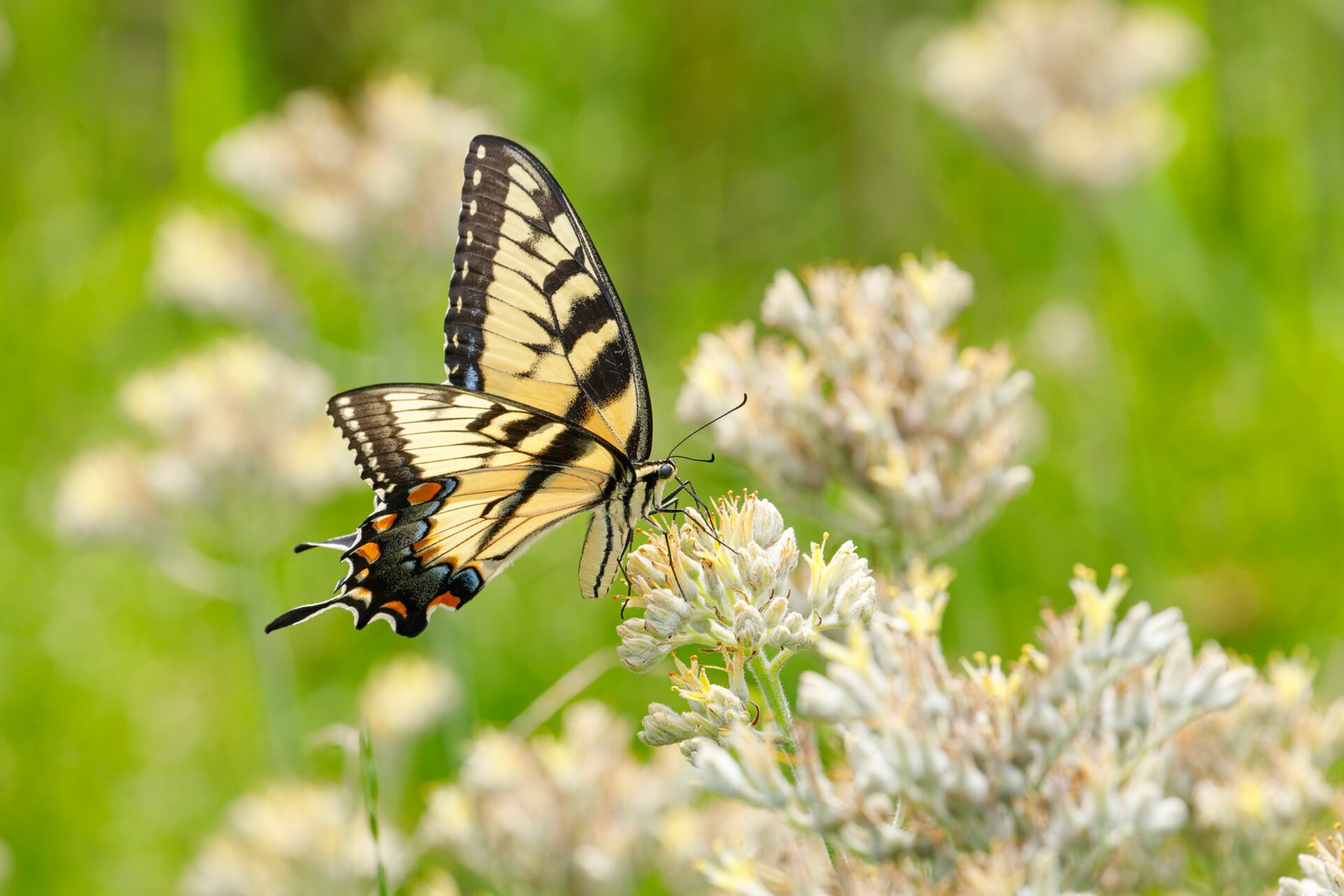 Tiger Swallowtail Butterfly On Carolina Redroot