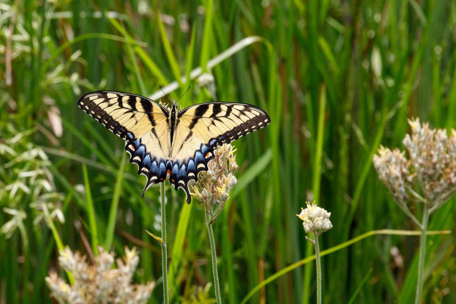 Tiger Swallowtail Butterfly On Redroot Bloom