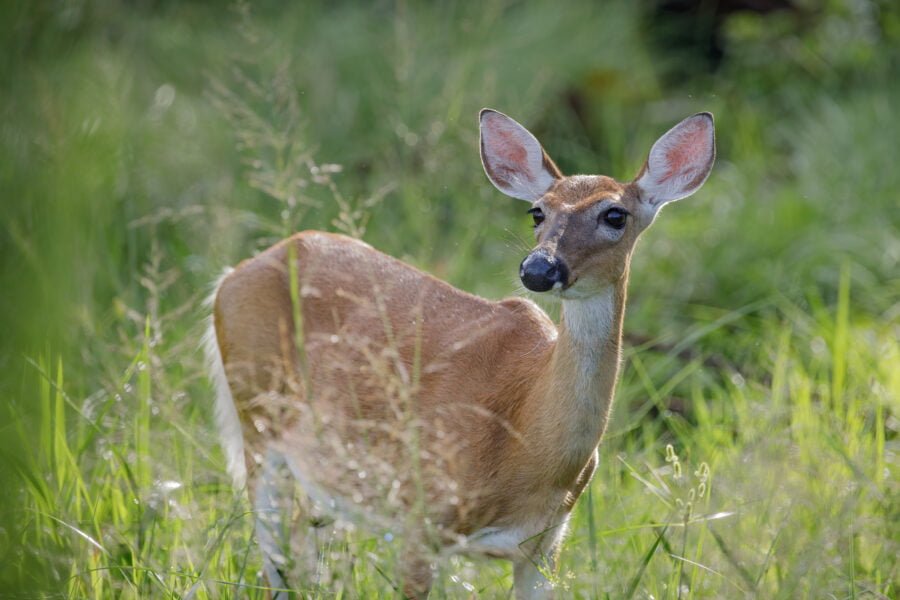 Whitetail Deer Doe Hears A Noise