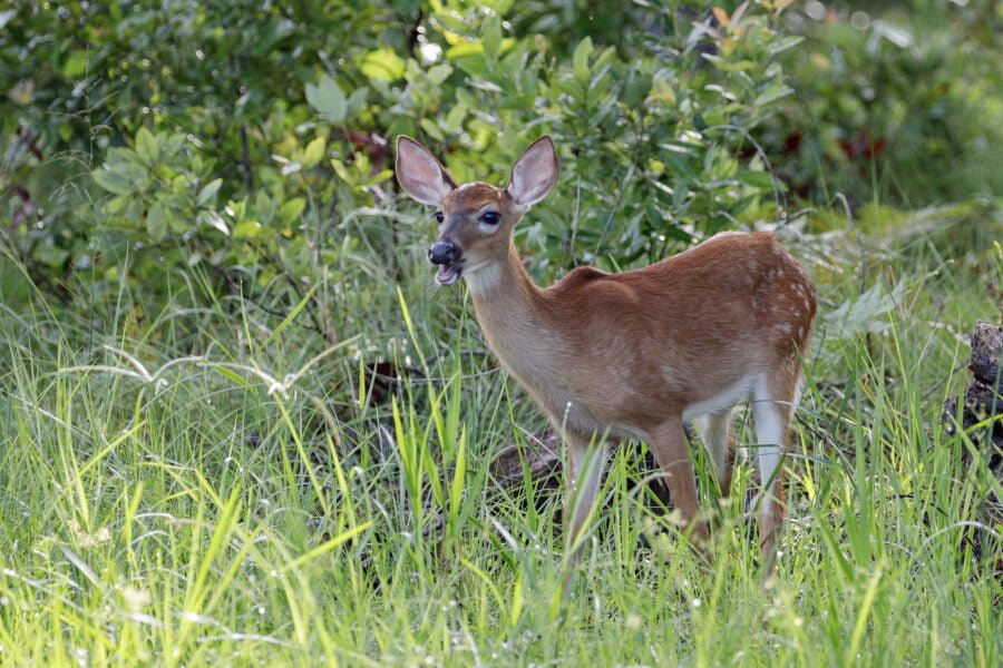 Whitetail Deer Fawn Calling For Mom