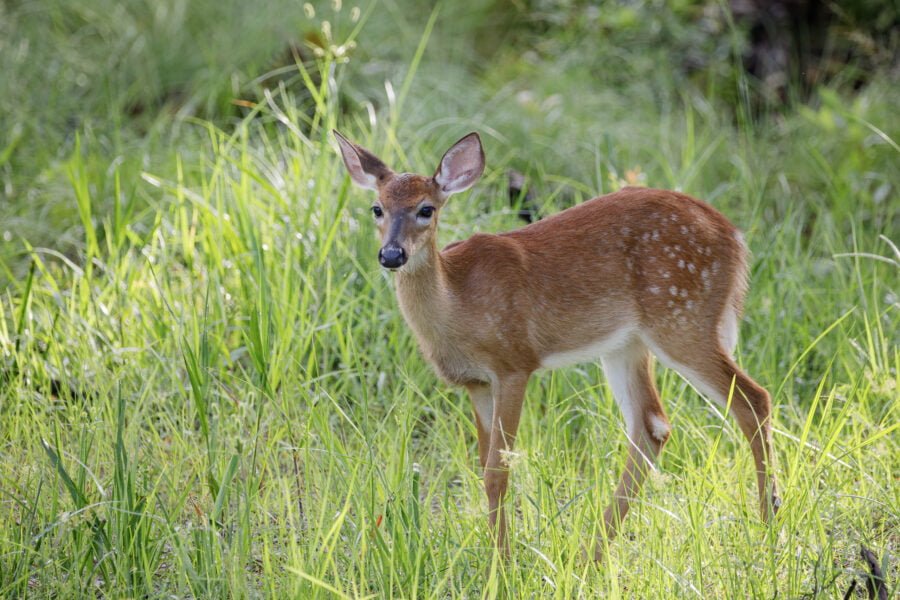 Whitetail Deer Fawn In Morning