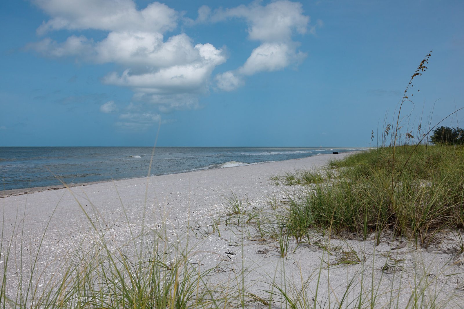 Grassy Dunes On Turner Beach Captiva Island