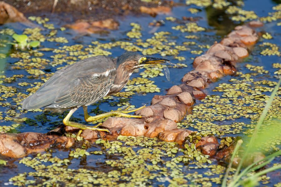 Green Heron Catches Dragonfly