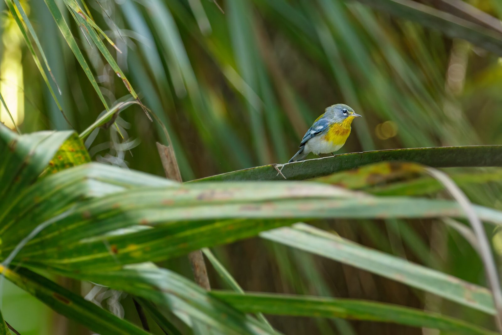 Northern Parula Sitting On Palm Branch