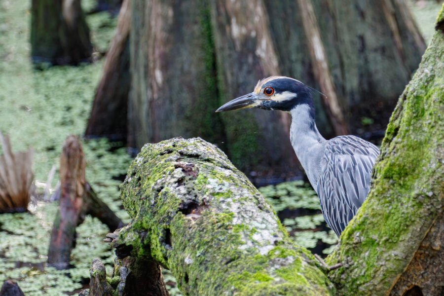 Yellow Crowned Night Heron Stalking Prey