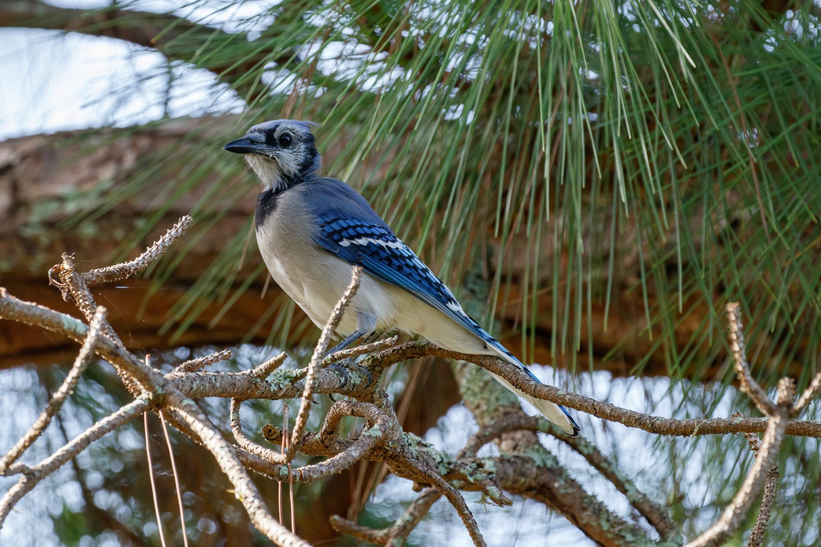 Blue Jay Sitting In Pine Tree