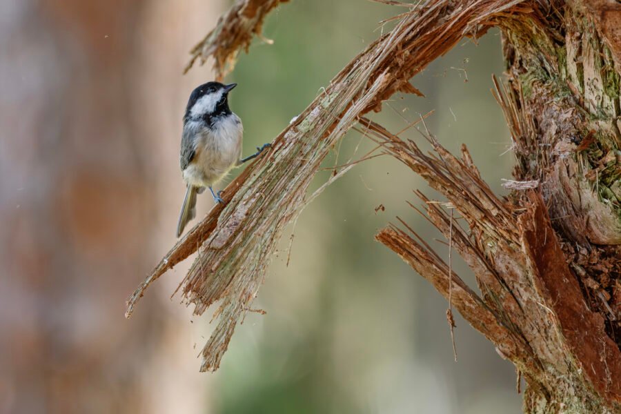 Carolina Chickadee Sitting On Edge Of Broken Pine