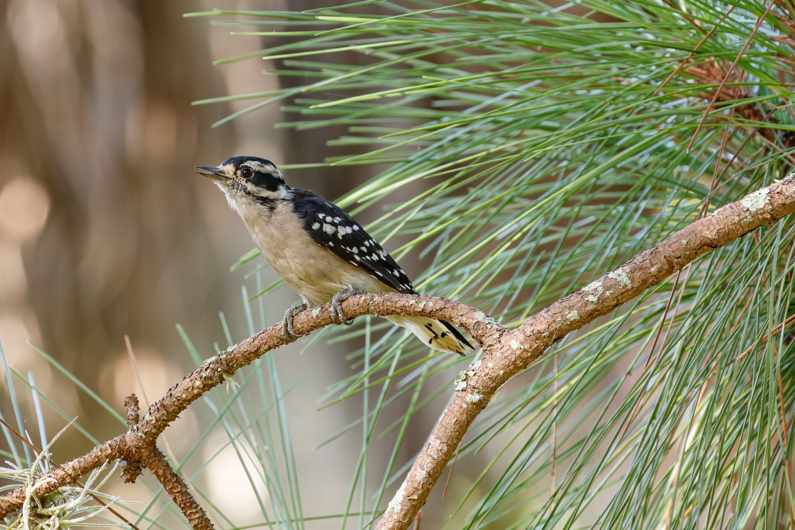 Downy Woodpecker In Pine Tree