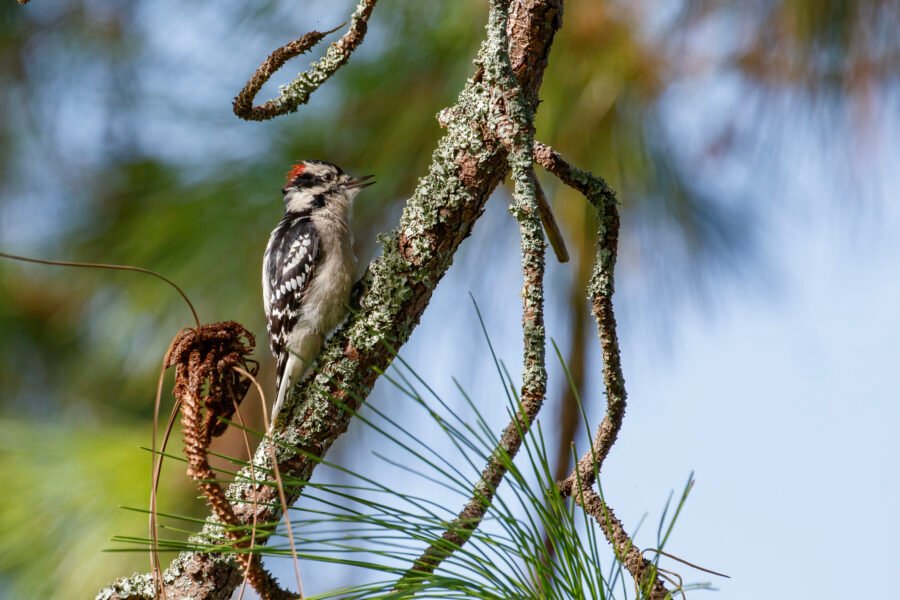 Downy Woodpecker Resting On Pine Branch