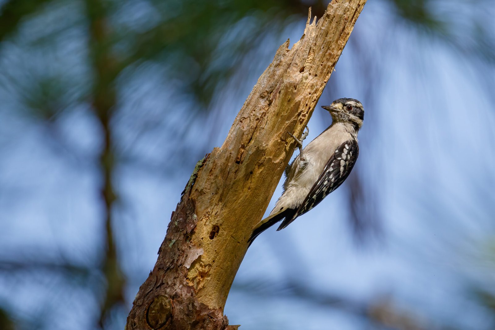 Downy Woodpecker Working On Dead Branch