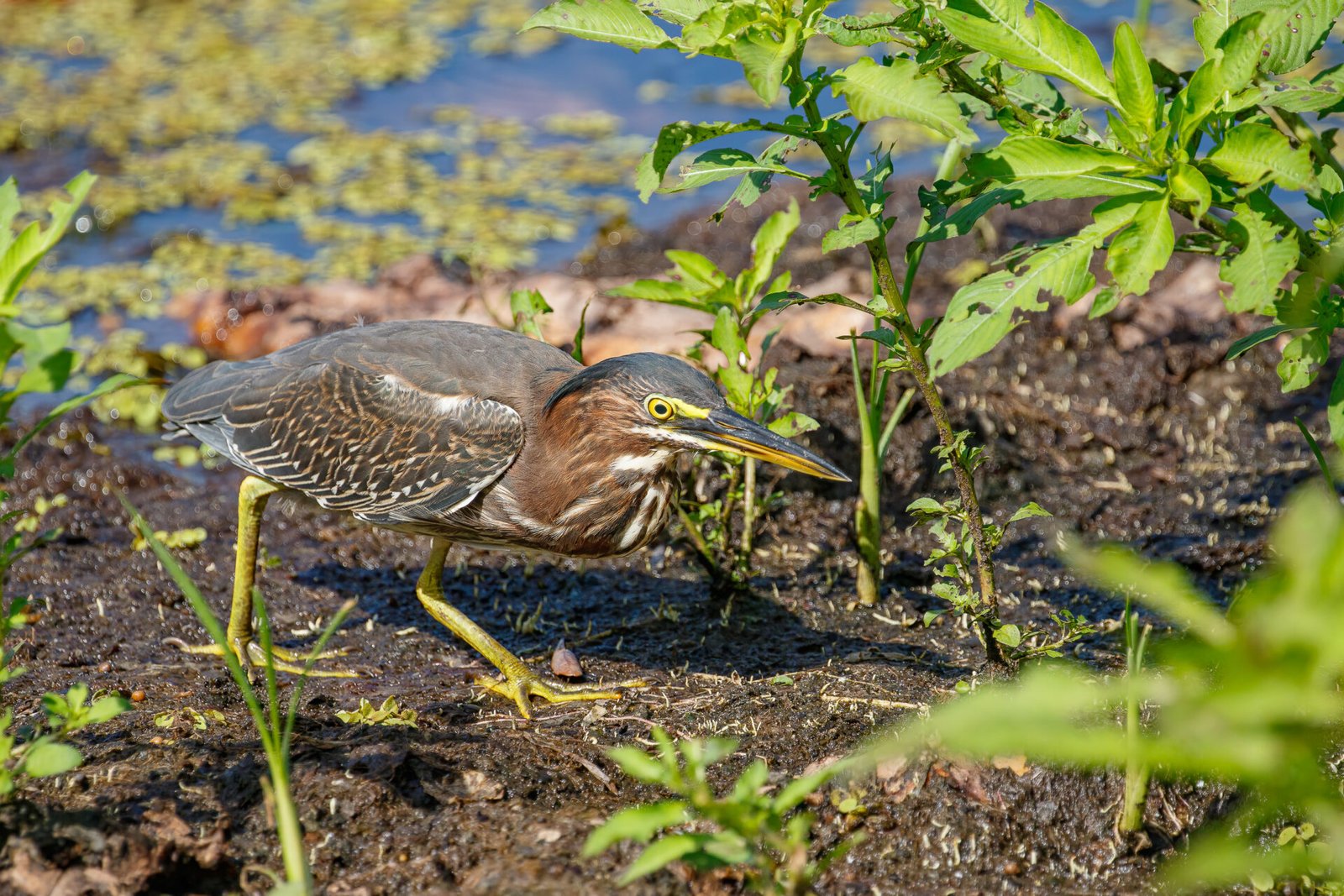 Green Heron Hunting For Dragonflies