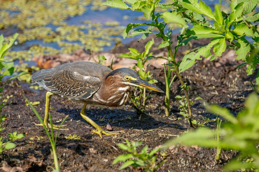 Green Heron Hunting For Dragonflies