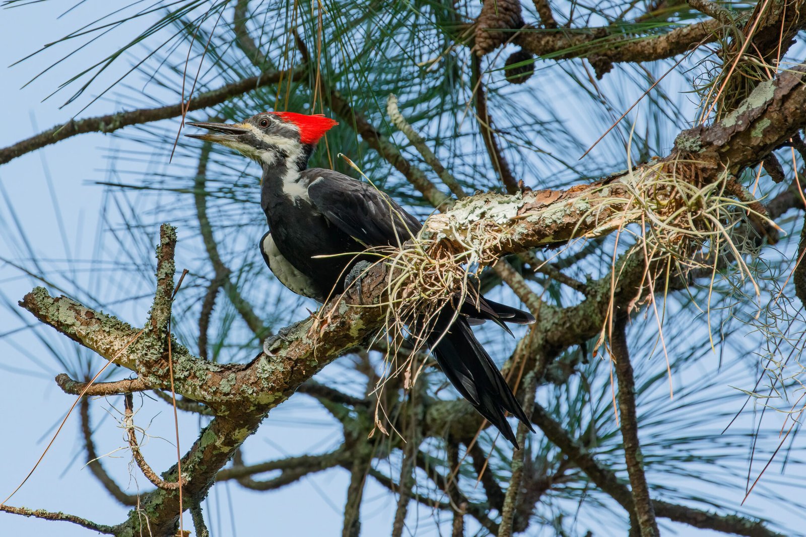 Pileated Woodpecker Female On Pine Branch