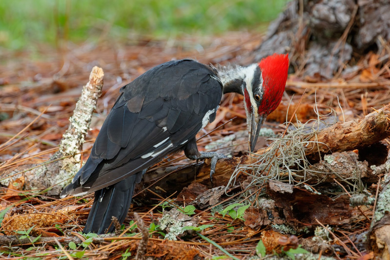 Pileated Woodpecker Male Pecking For Bugs