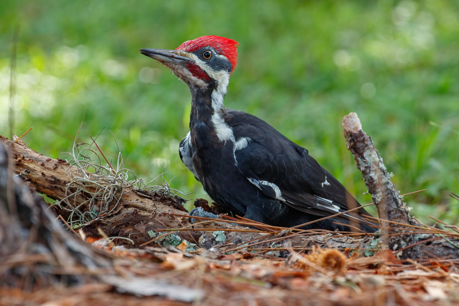 Pileated Woodpecker Male Sitting On Ground