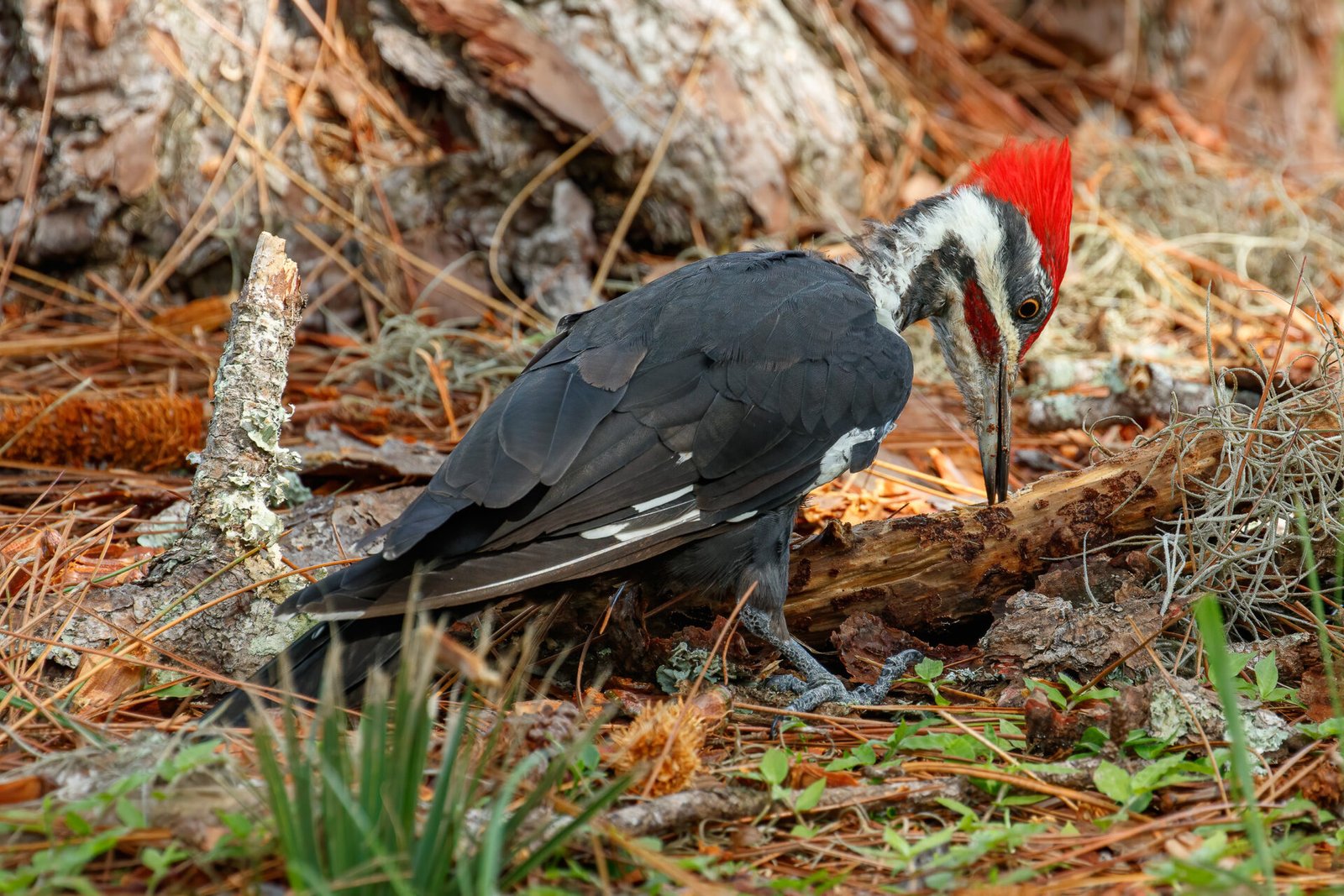 Pileated Woodpecker Male Working On Fallen Branch