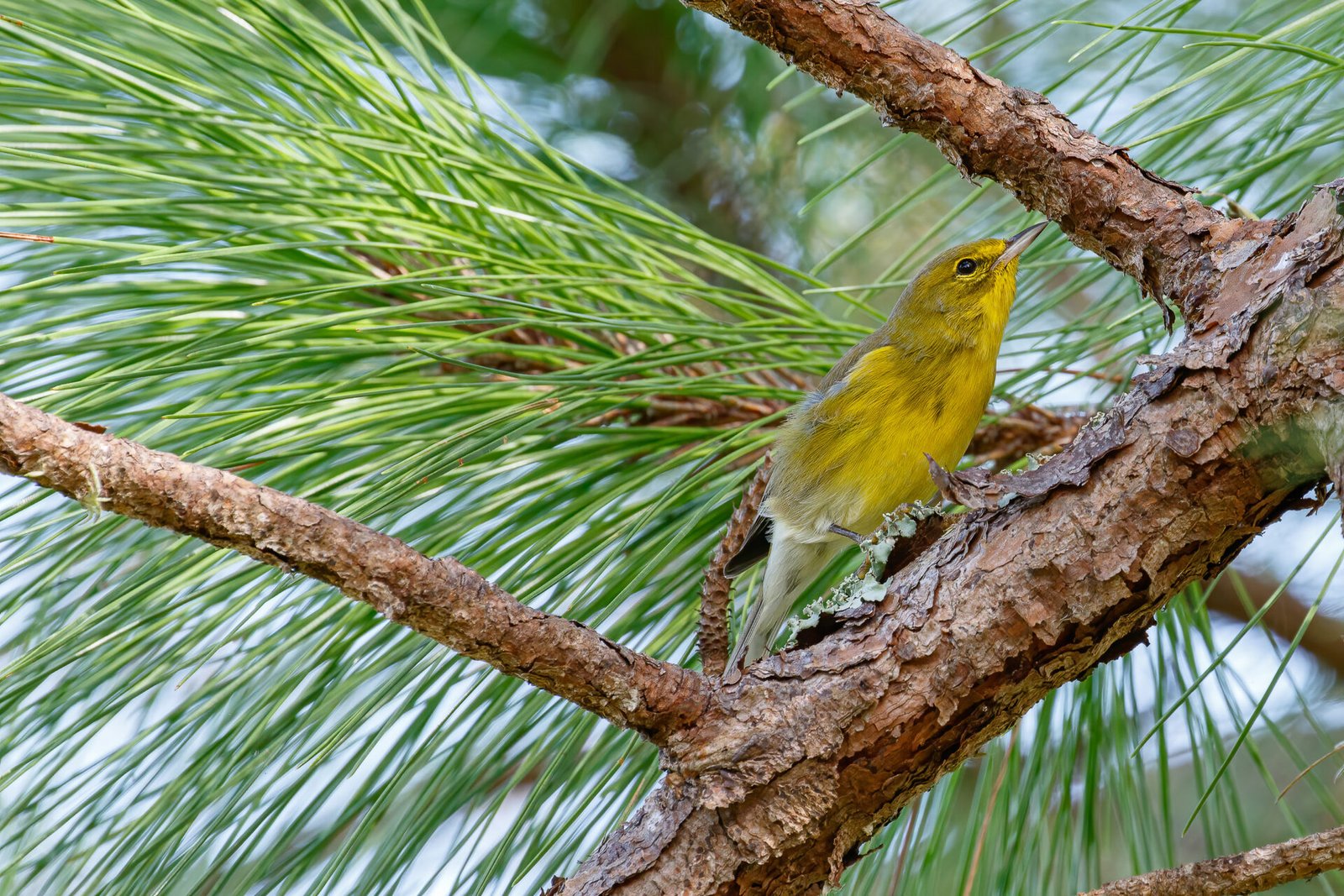 Pine Warbler Climbing Up Pine Branch