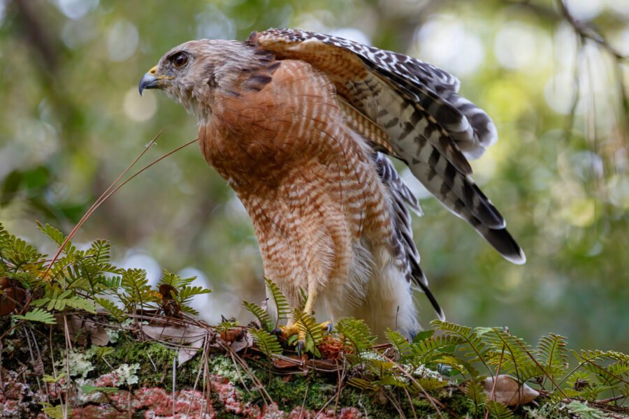 Red Shouldered Hawk Exercising Wings