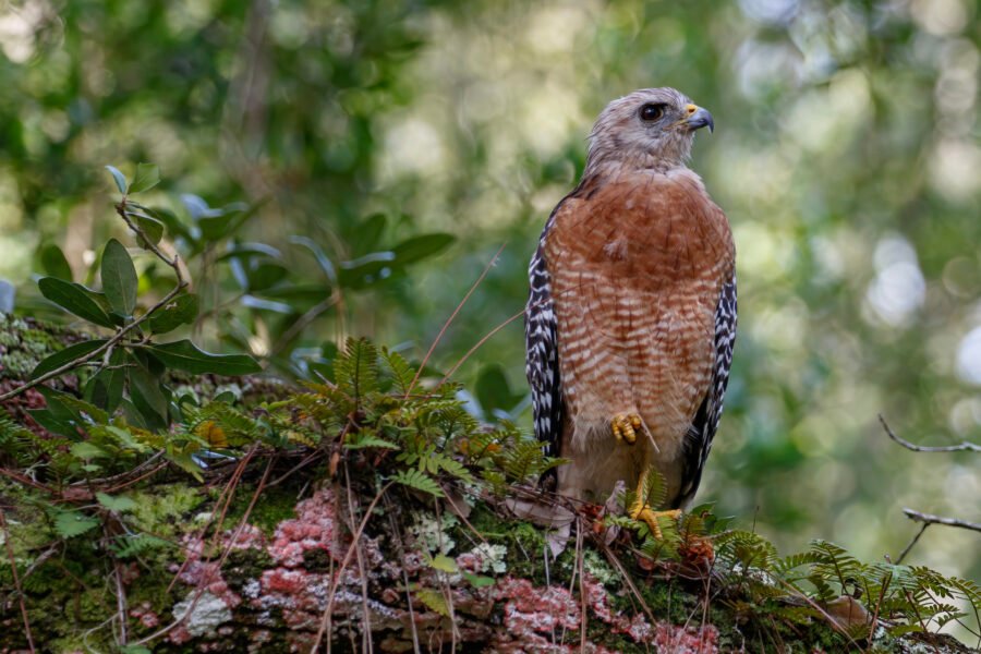 Red Shouldered Hawk Sitting On Mossy Branch