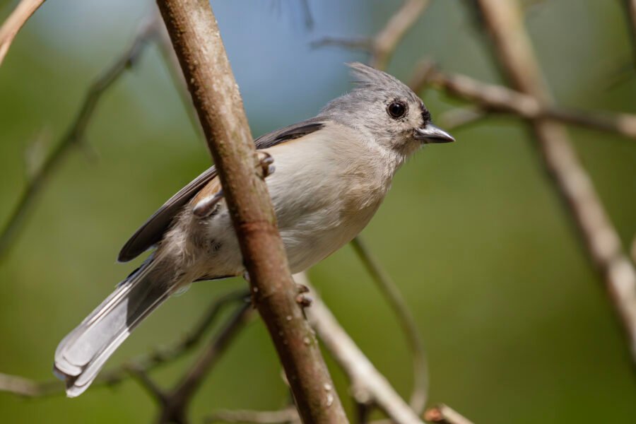 Tufted Titmouse Sitting On Tree Branch