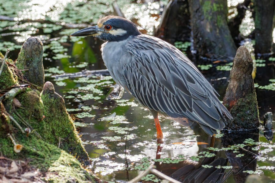 Yellow Crowned Night Heron Standing In Water