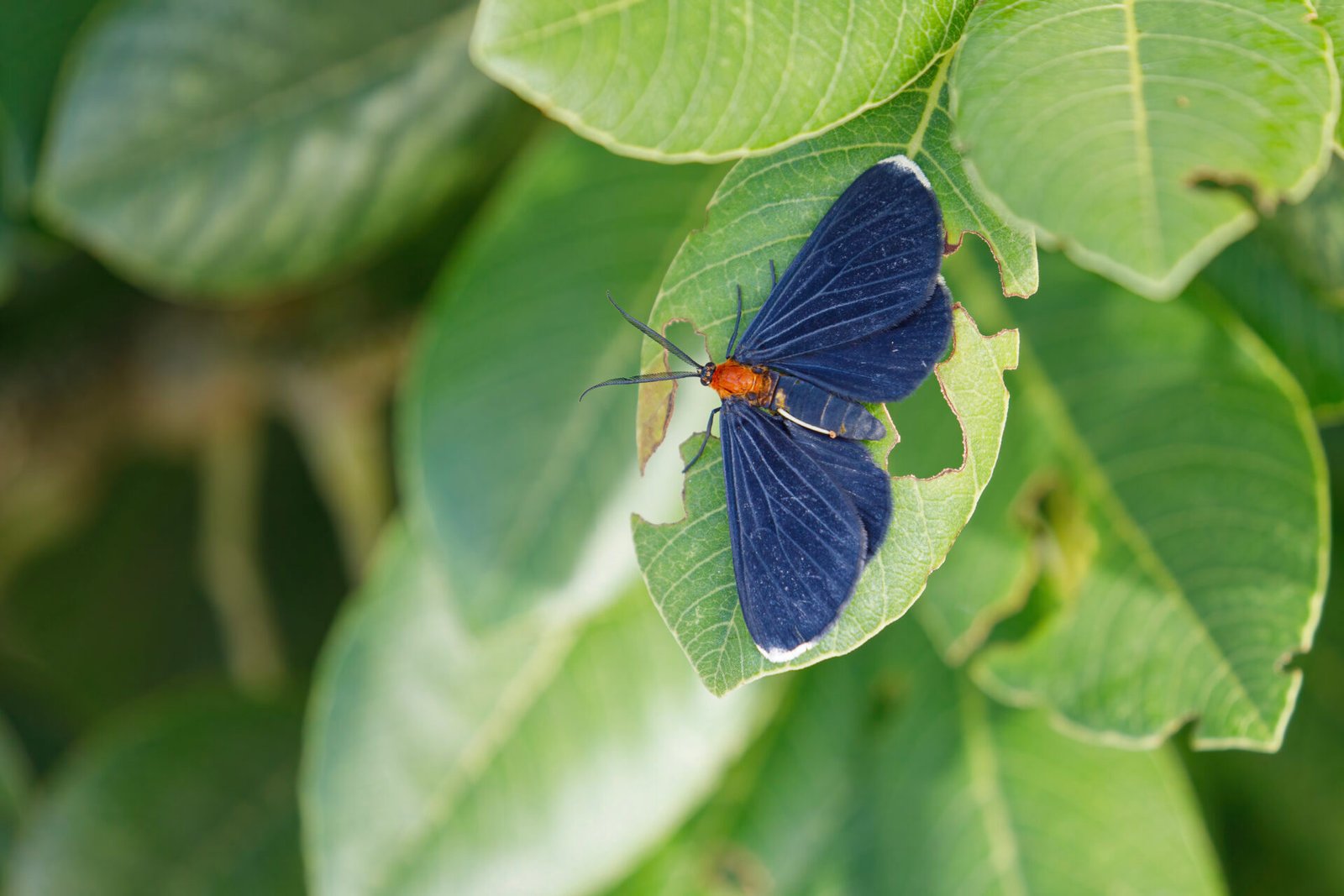 White Tipped Black Moth