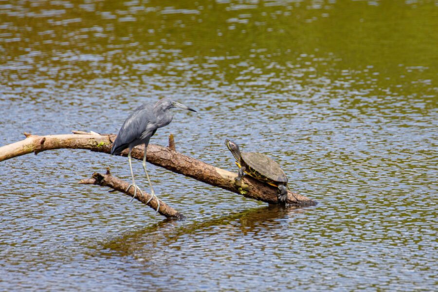 Little Blue Heron Shares Perch With Turtle