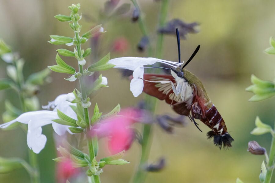 Hummingbird Clearwing Moth On White Flower