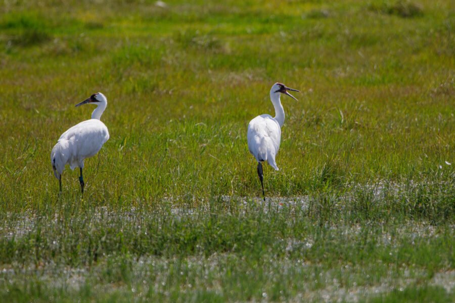 Whooping Crane Calling