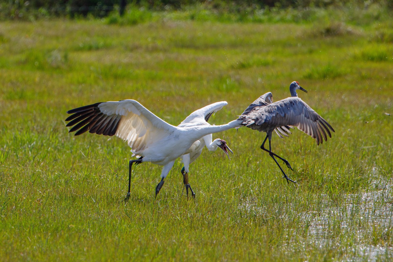 Whooping Crane Biting Sandhill Crane