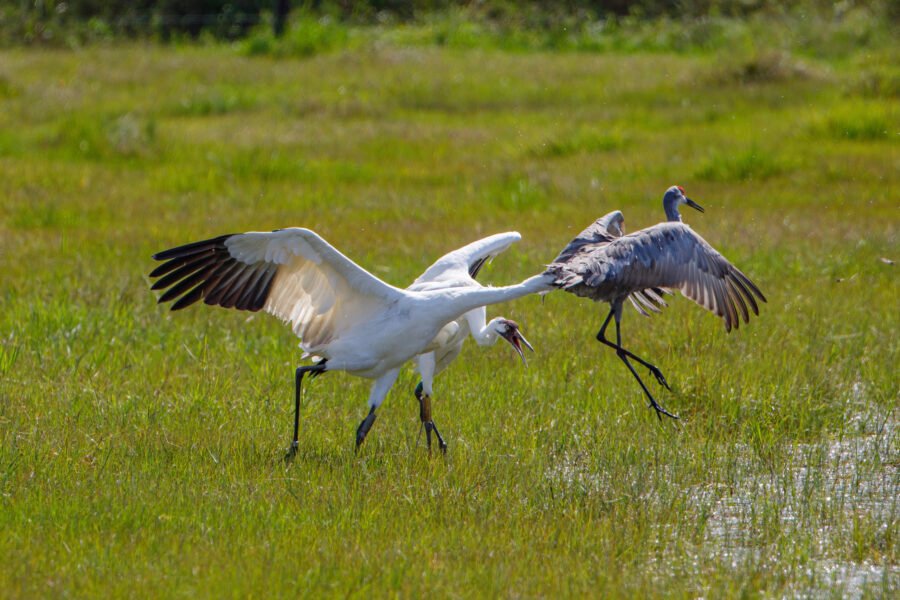 Whooping Crane Biting Sandhill Crane