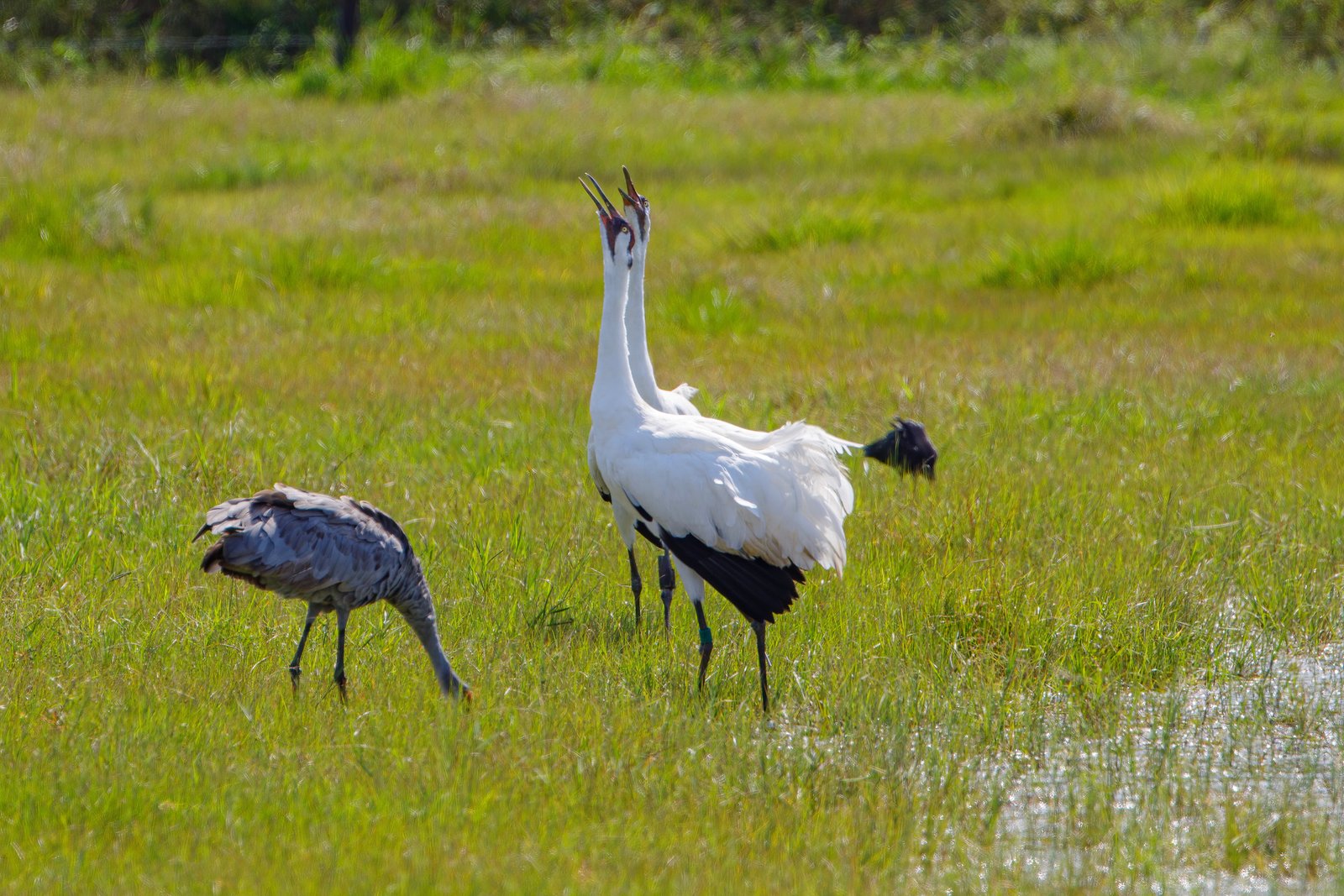 Whooping Cranes Warning Sandhill Crane